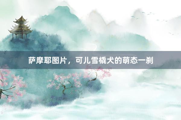 萨摩耶图片,可儿雪橇犬的萌态一刹