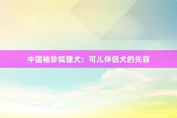 中国袖珍狐狸犬：可儿伴侣犬的先容
